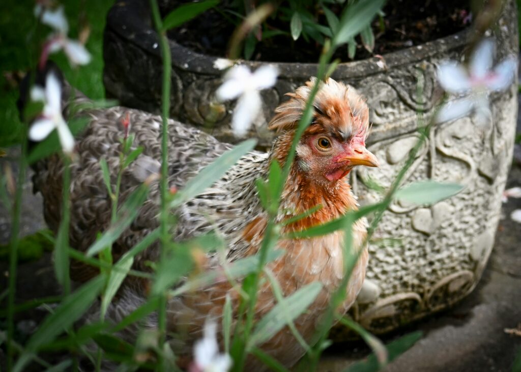 oeufs_poule_sans_vegan_pâtisserie_végétal_vegan_soja_yaourt_compote_moelleux_liant_healthy