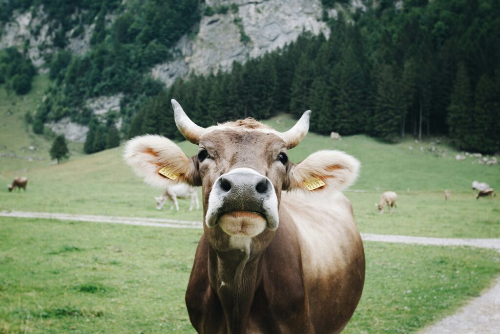 vache_montagne_pays_basque_lactose_vegetalien_vegan_impact